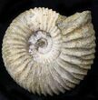 Pavlovia Ammonite Fossil - Siberia #29704-1